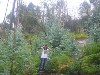 Jovens Voluntários já vigiam floresta de Martim