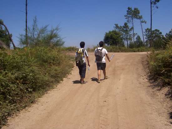 Voluntários para as Florestas estão a gostar da experiência