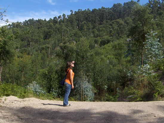 Voluntariado Jovem para as florestas